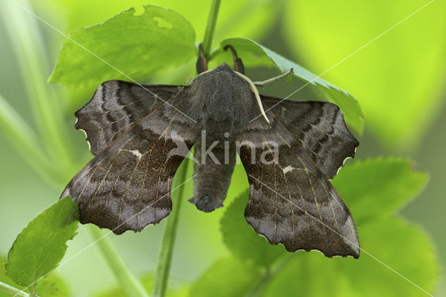 Poplar Hawk-moth (Laothoe populi)