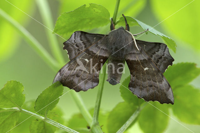 Poplar Hawk-moth (Laothoe populi)