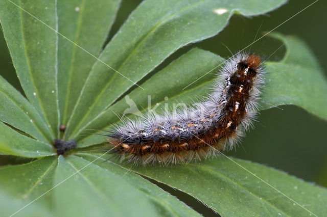 Purperbeer (Rhyparia purpurata)