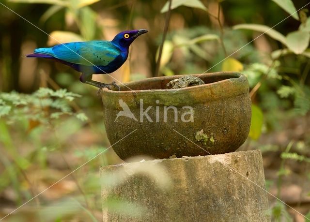 purperglansspreeuw (Lamprotornis purpureus)