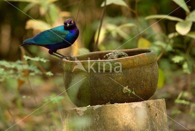 purperglansspreeuw (Lamprotornis purpureus)