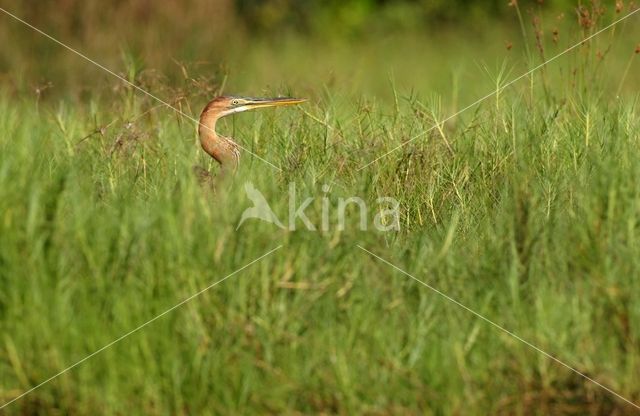 Purperreiger (Ardea purpurea)