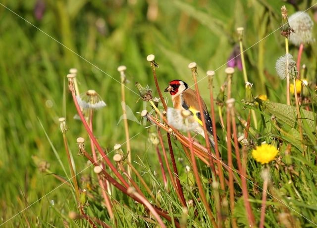 European Goldfinch (Carduelis carduelis)