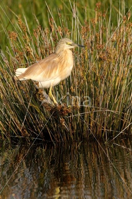 Squacco Heron (Ardeola ralloides)