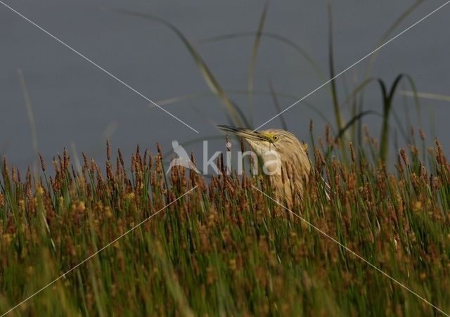 Squacco Heron (Ardeola ralloides)