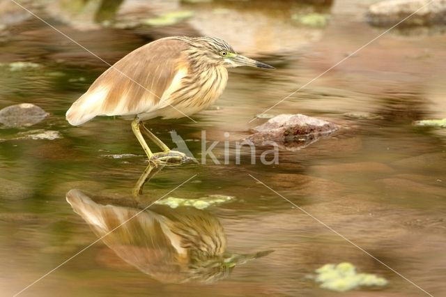 Squacco Heron (Ardeola ralloides)