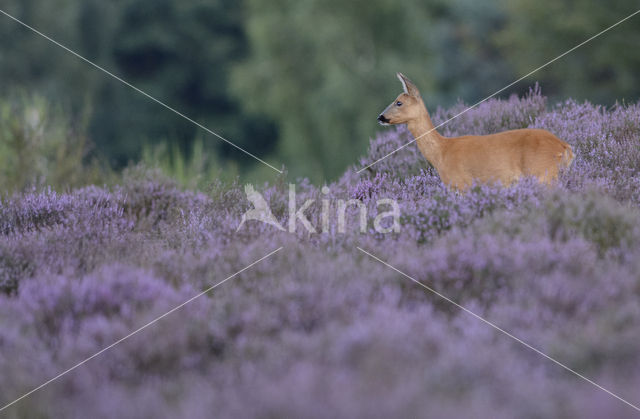 Roe Deer (Capreolus capreolus)