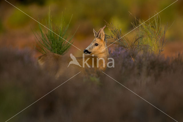 Roe Deer (Capreolus capreolus)