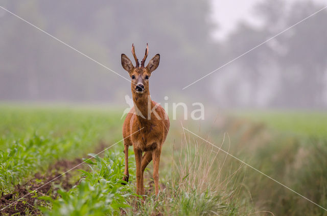 Roe Deer (Capreolus capreolus)