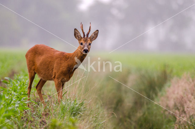 Ree (Capreolus capreolus)