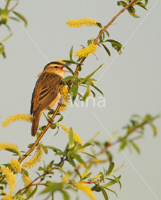 Sedge Warbler (Acrocephalus schoenobaenus)