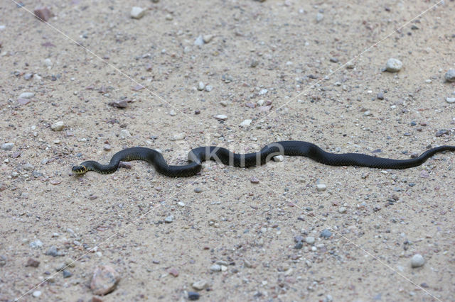 Grass Snake (Natrix natrix)