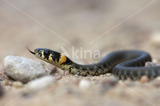 Grass Snake (Natrix natrix)