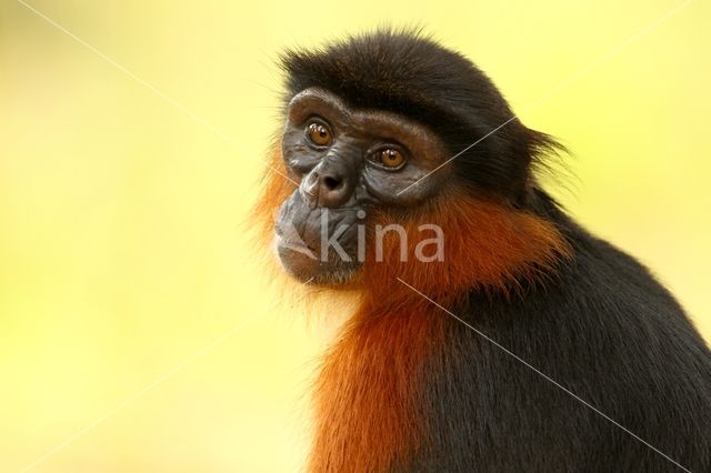 Rode franjeaap (Procolobus badius)