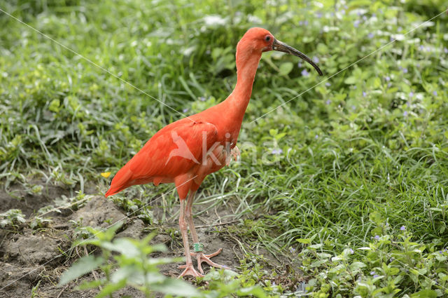 Rode Ibis (Eudocimus ruber)