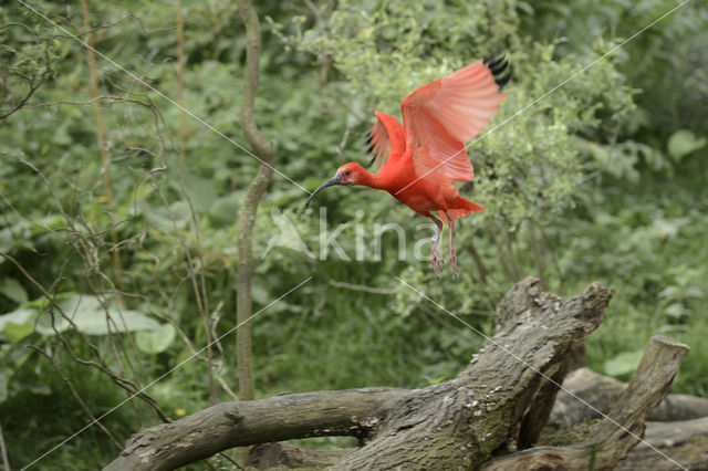 Rode Ibis (Eudocimus ruber)