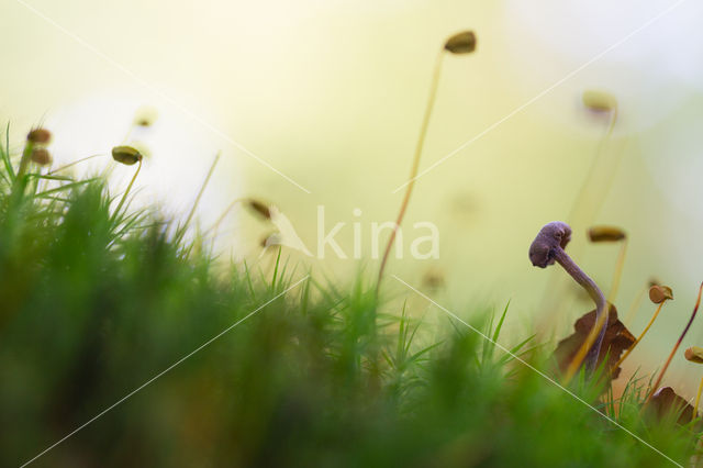 Amethyst Deceiver (Laccaria amethystina)