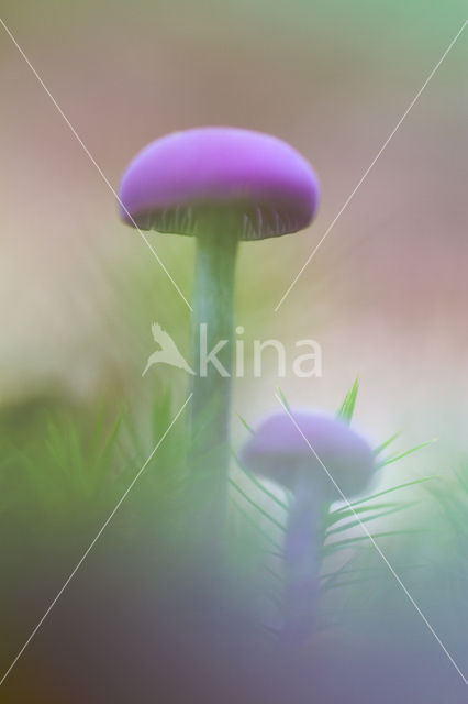 Amethyst Deceiver (Laccaria amethystina)