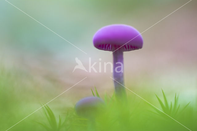 Amethyst Deceiver (Laccaria amethystina)