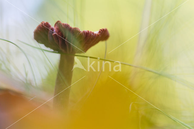 Amethyst Deceiver (Laccaria amethystina)