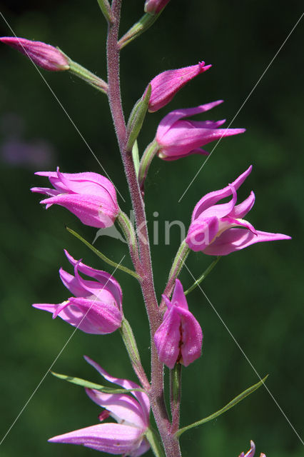 Rood bosvogeltje (Cephalanthera rubra)