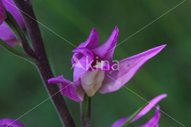 Red Helleborine (Cephalanthera rubra)