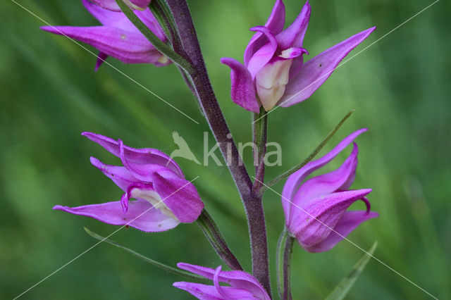 Red Helleborine (Cephalanthera rubra)