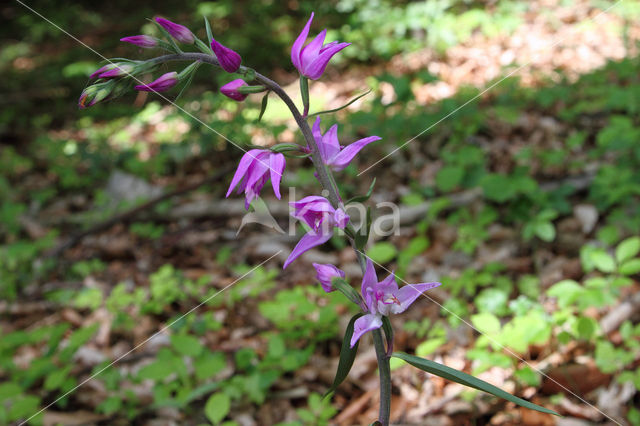 Rood bosvogeltje (Cephalanthera rubra)