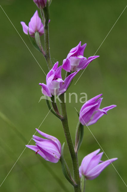 Rood bosvogeltje (Cephalanthera rubra)