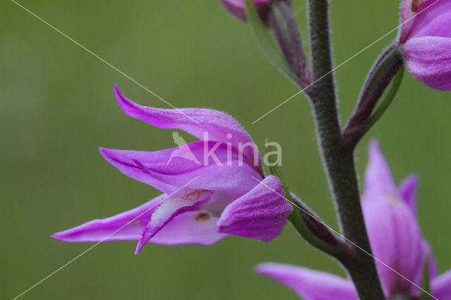 Rood bosvogeltje (Cephalanthera rubra)