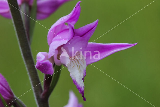 Red Helleborine (Cephalanthera rubra)