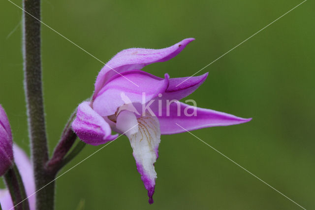 Rood bosvogeltje (Cephalanthera rubra)