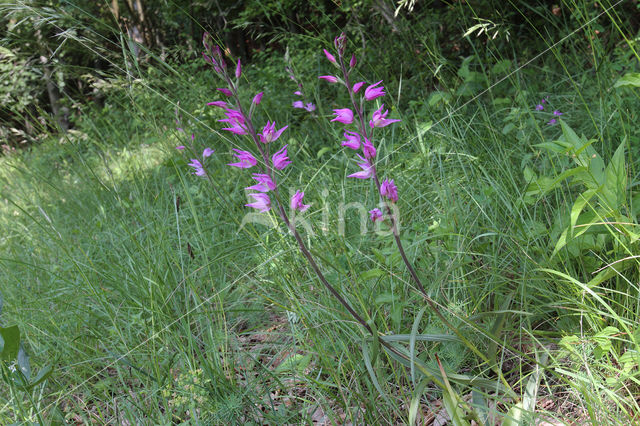 Red Helleborine (Cephalanthera rubra)