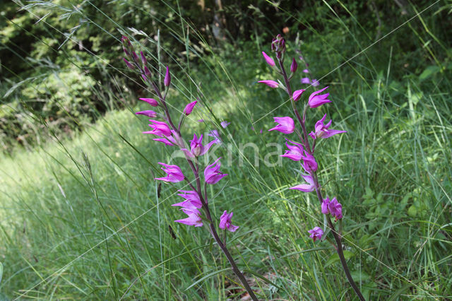 Red Helleborine (Cephalanthera rubra)