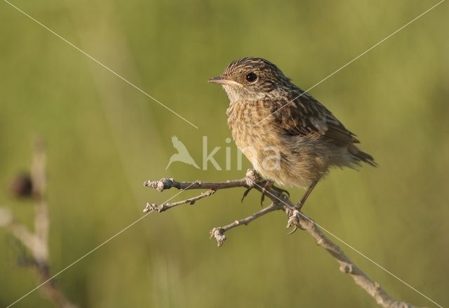 Roodborsttapuit (Saxicola rubicola)