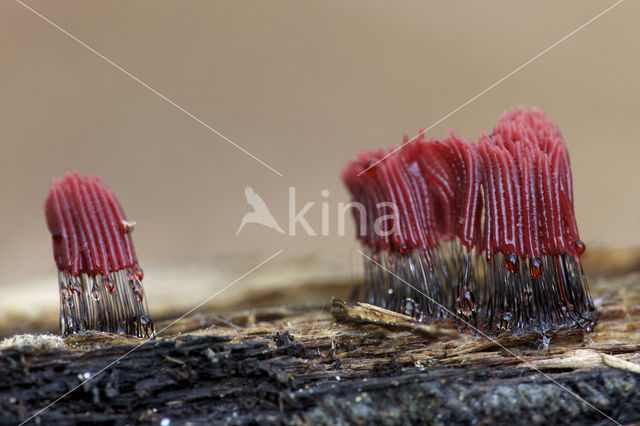 Roodbruin netpluimpje (Stemonitis axifera)