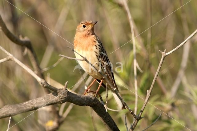 Red-throated Pipit (Anthus cervinus)