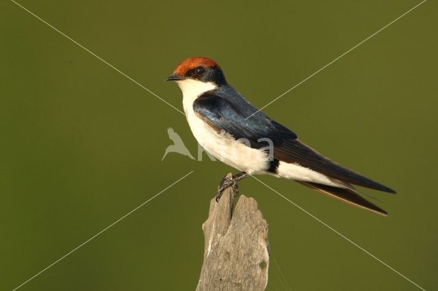 Wire-tailed Swallow (Hirundo smithii)