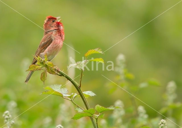 Common Rosefinch (Carpodacus erythrinus)