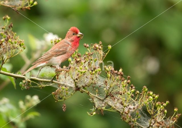 Common Rosefinch (Carpodacus erythrinus)