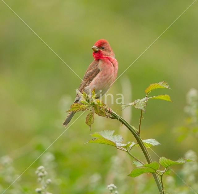 Roodmus (Carpodacus erythrinus)