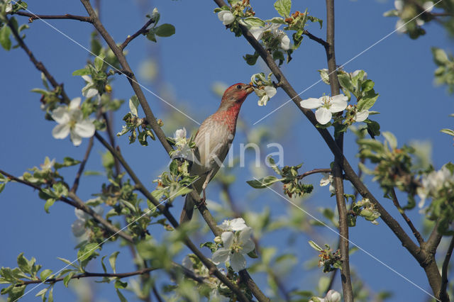 Common Rosefinch (Carpodacus erythrinus)