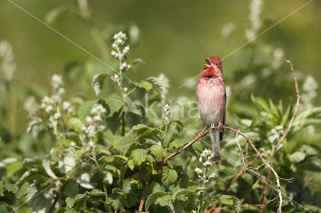 Roodmus (Carpodacus erythrinus)