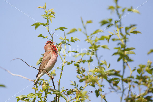 Roodmus (Carpodacus erythrinus)