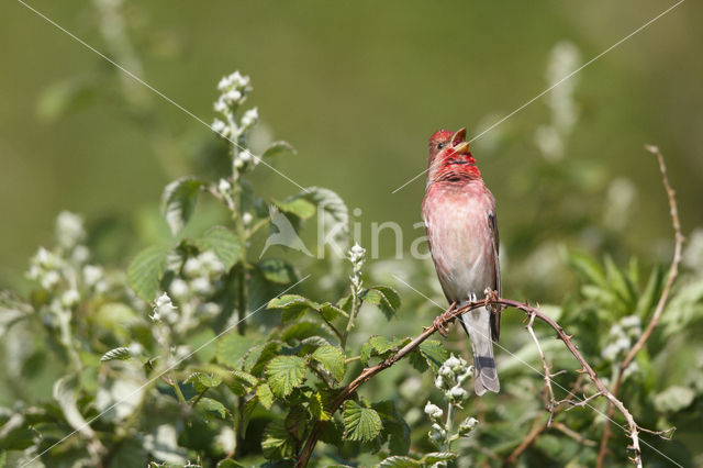 Common Rosefinch (Carpodacus erythrinus)