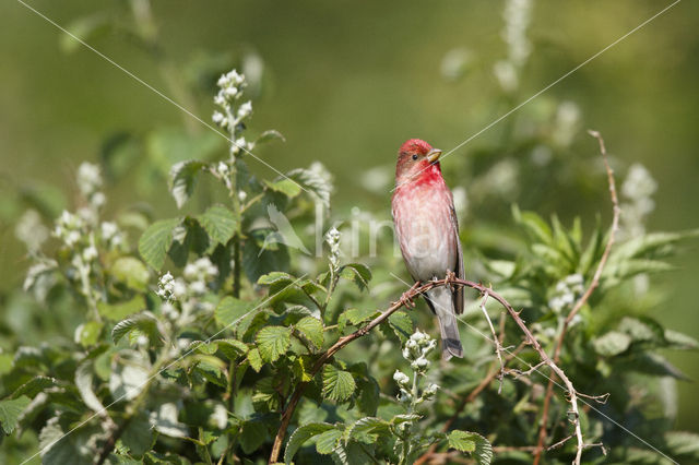 Roodmus (Carpodacus erythrinus)