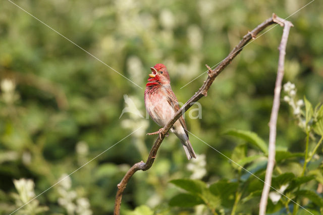 Roodmus (Carpodacus erythrinus)