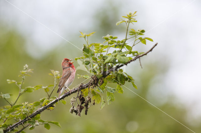 Roodmus (Carpodacus erythrinus)