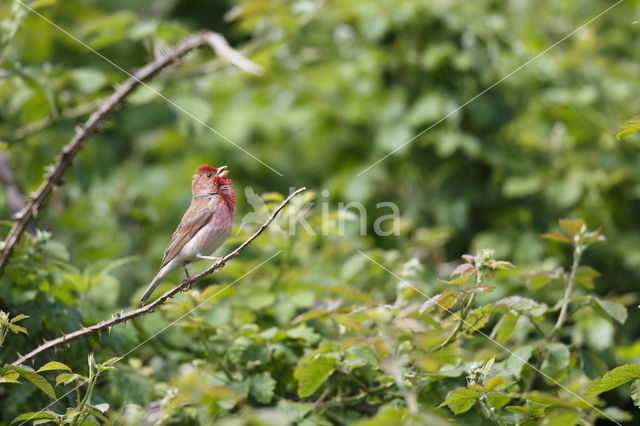 Roodmus (Carpodacus erythrinus)