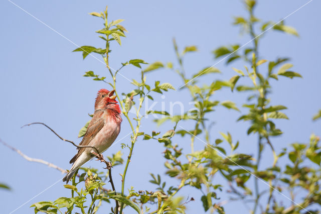 Roodmus (Carpodacus erythrinus)